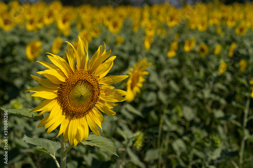 blooming yellow sunflowers in garden, sunflower field in summer