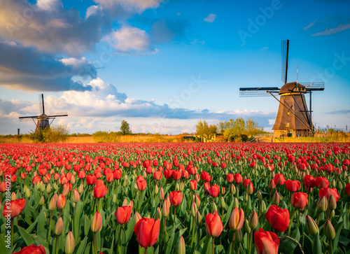 Canvas-taulu Beautiful Dutch scenery with traditional windmills and tulip flowers foreground