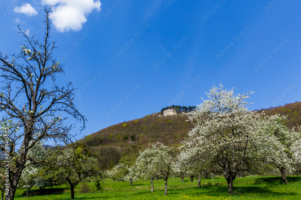 Streuobstwiesen beim Gelben Fels, Brucken, , Baden-Württemberg Streuobstwiesen beim Gelben Fels, Brucken, , Baden-Württemberg