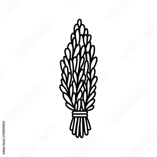 Sage smudge stick hand-drawn doodle isolated icon. Rosemary herb bundle. Vector stock plant leaves image