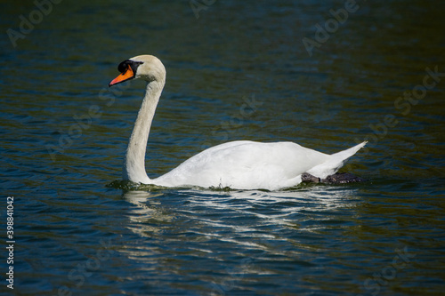 A swan floating on the water of the lake on a summer day