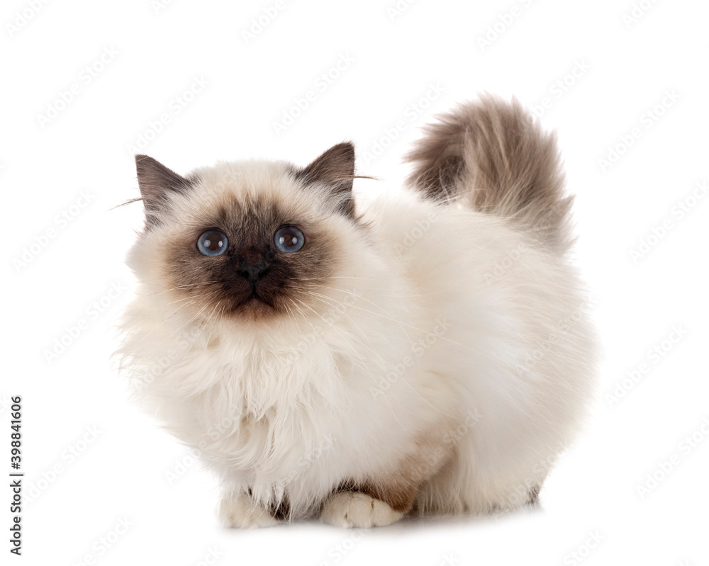 Obraz premium birman cat in studio