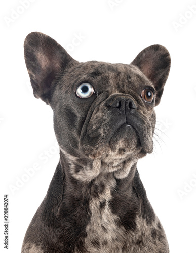 Fototapeta Naklejka Na Ścianę i Meble -  french bulldog in studio