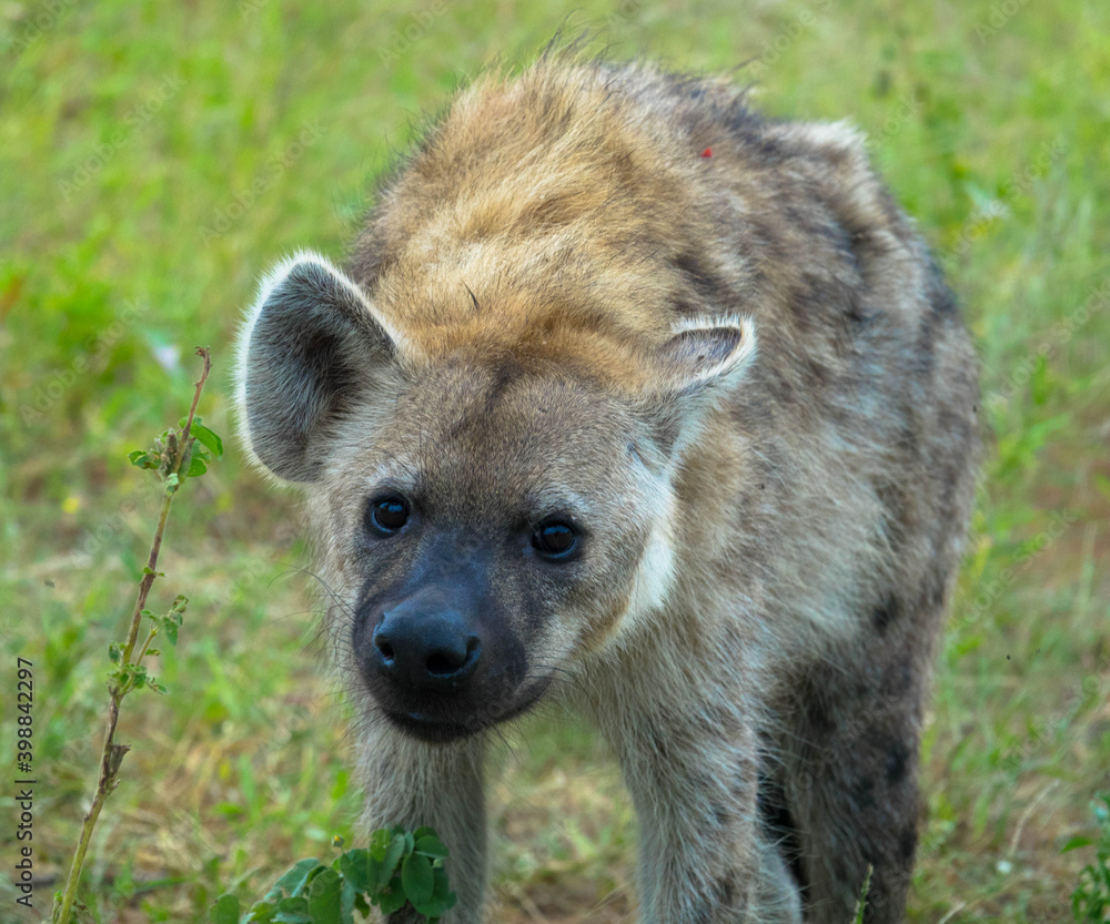 A portrait of a female spotted hyena.
Scene at a game drive in National Park South Africa. A portrait of a female spotted hyena.
Scene at a game drive in National Park South Africa.