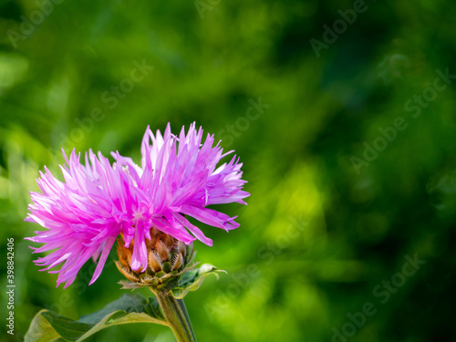 close up of a delicate pink and purple cornflower flower on an abstract natural green background