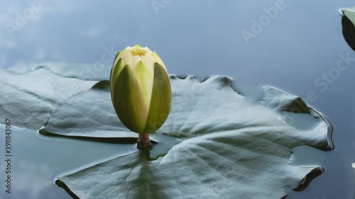 Close-up time lapse of water lily blooming in pond. White lotus flower timelapse opening. Time-lapse waterlily blossom with reflection of clouds fast floating in blue sky.