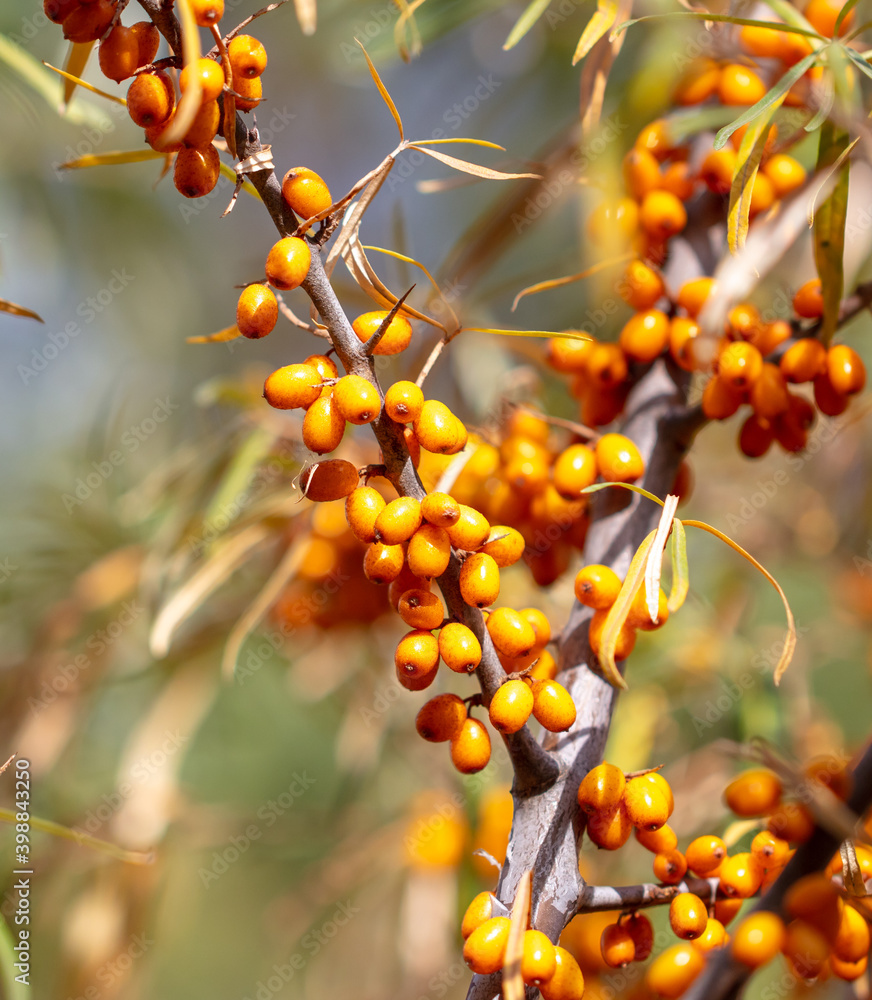Orange berries of sea buckthorn on the branches Orange berries of sea buckthorn on the branches