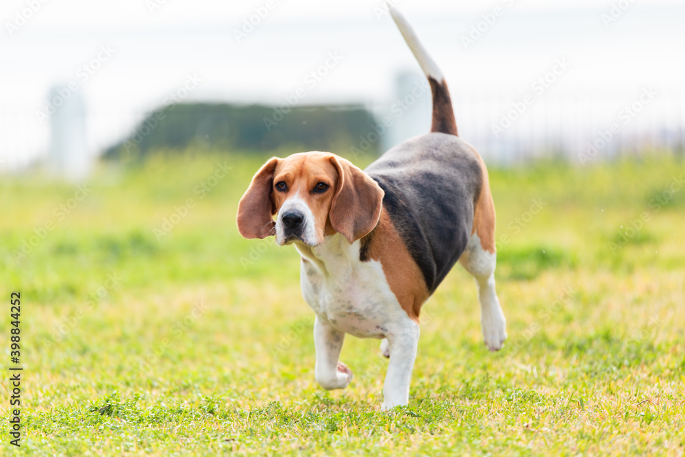 Beagle corriendo en el jardín 