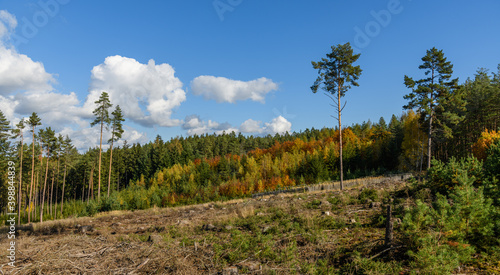 forest clearing in early autumn