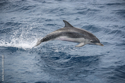 dolphin jump out of the water in sea