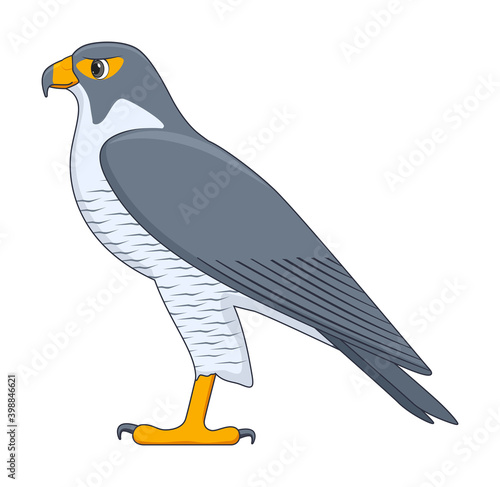 Peregrine falcon bird on a white background