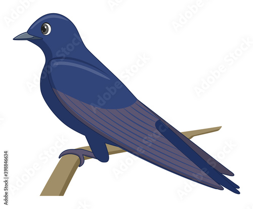 Purple martin bird on a white background