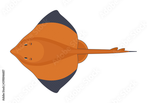 Bottlenose skate fish on a white background