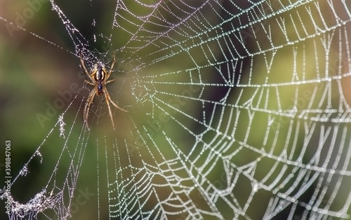 Wallpaper Mural Spider on a web in a summer field. Torontodigital.ca