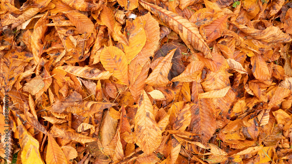 Autumn photo with chestnut fallen leaves. Autumn photo with chestnut fallen leaves.