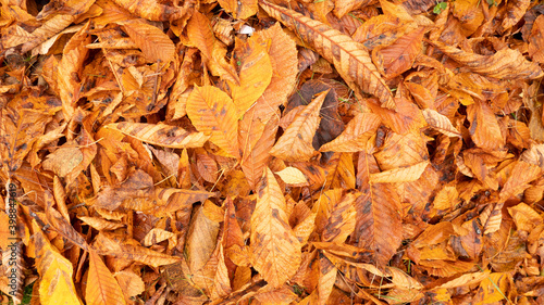 Autumn photo with chestnut fallen leaves.