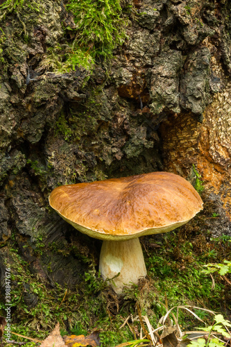 Fresh Boletus edulis (penny bun, cep, porcini) mushroom with big brown cap growing near a tree root