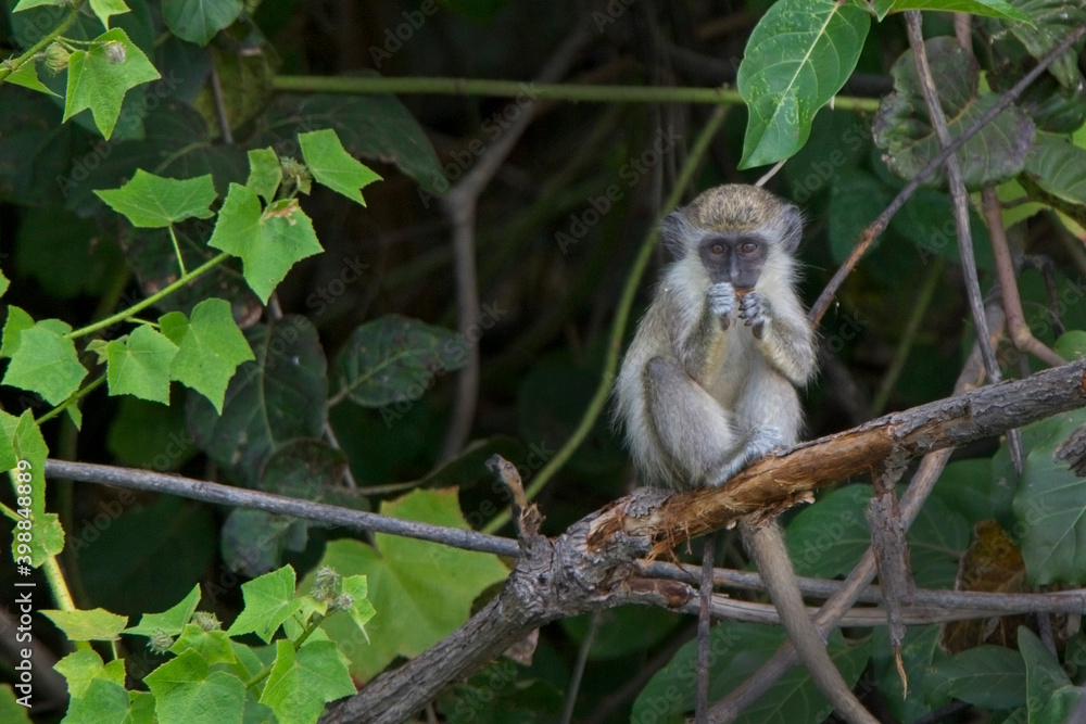 Green Monkey (Chlorocebus sabaeus) juvenile sat in a tree, Gambia.