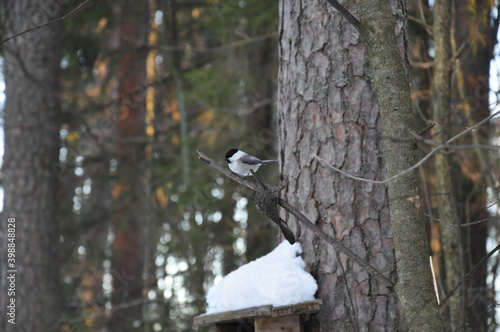 titmouse on the tree 