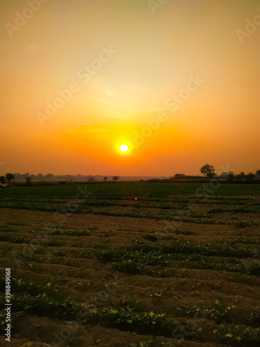 Growing mustard plants in Field and Beautiful Sunset