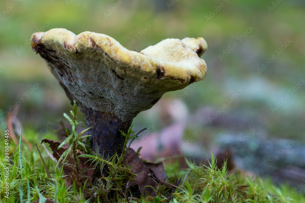 Velvet-top funnel-shaped fungus with porous structure underside of the cap