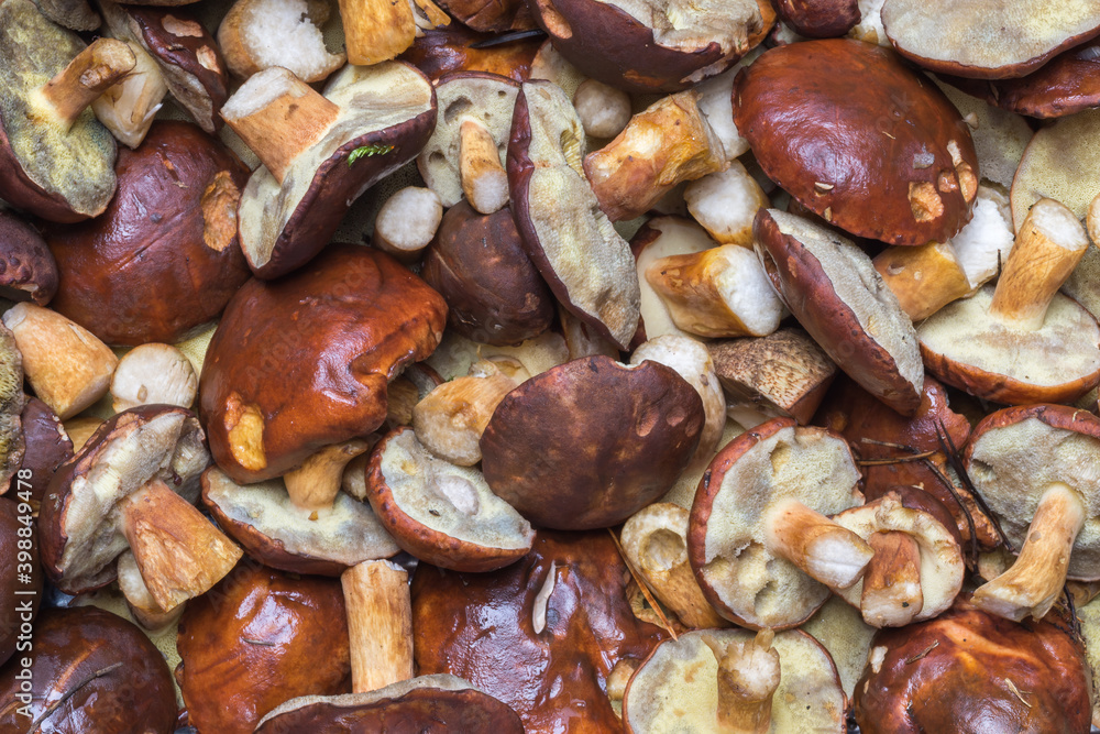 Freshly harvested mushrooms (edible bay boletes or boletus badius) full-frame background Freshly harvested mushrooms (edible bay boletes or boletus badius) full-frame background