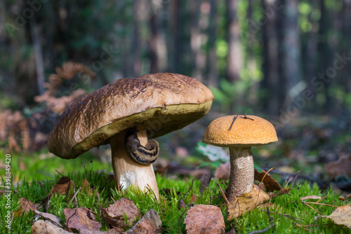 Boletus Edulis vs Orange Birch Bolete. Edible mushrooms fungus in the sunny forest scene