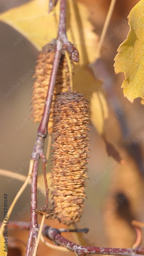 Naklejka premium birch seeds