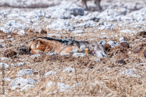 Dead black-backed jackal, Canis mesomelas, with a tracking collar