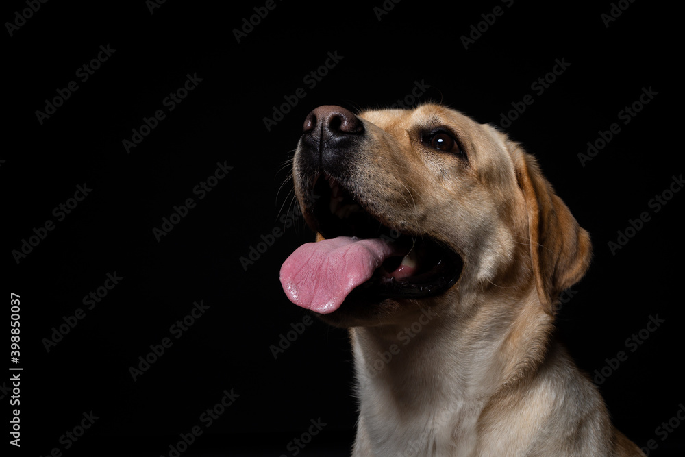 Portrait of a Labrador Retriever dog on an isolated black background. Portrait of a Labrador Retriever dog on an isolated black background.