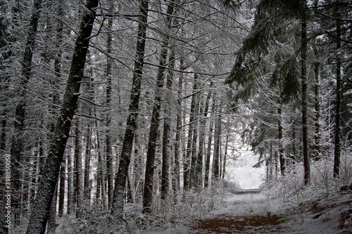 Winterwald