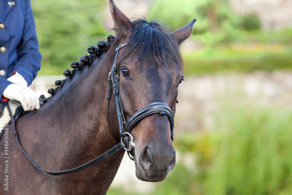 A brown sports horse with a bridle and a rider riding with his foot in a boot with a spur in a stirrup. A brown sports horse with a bridle and a rider riding with his foot in a boot with a spur in a stirrup.