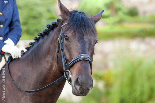 A brown sports horse with a bridle and a rider riding with his foot in a boot with a spur in a stirrup. © Alexander