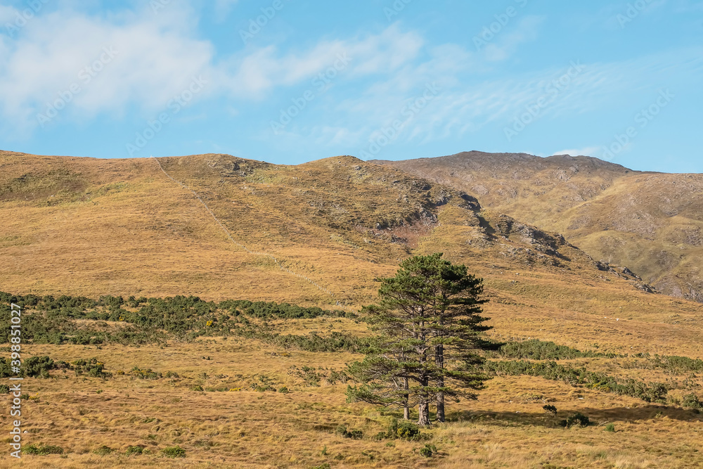 Lonely pine trees in a field, Mountain hill in the background. Warm sunny day with clean blue sky. Connemara, Ireland. Nature background