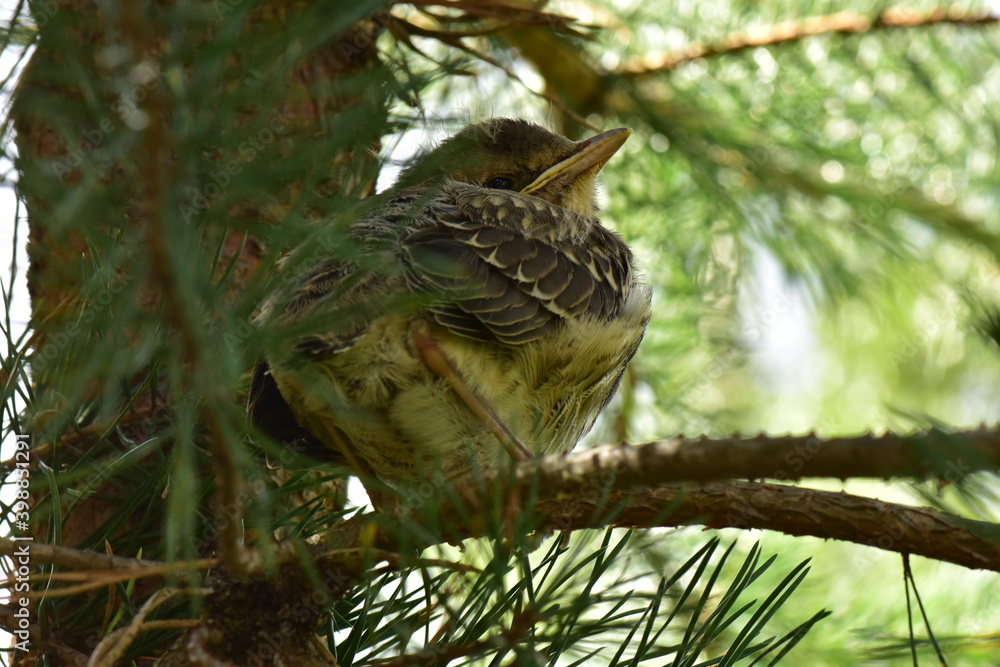Fototapeta premium Young bird thrush in sunlight on a tree in pine branches