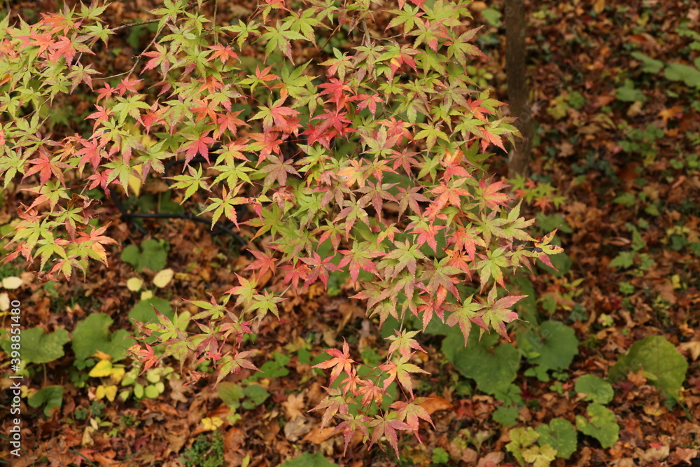 カエデ 紅に染まる速さの違いから、緑、黄、オレンジとコントラストを為す楓 カエデ 紅に染まる速さの違いから、緑、黄、オレンジとコントラストを為す楓