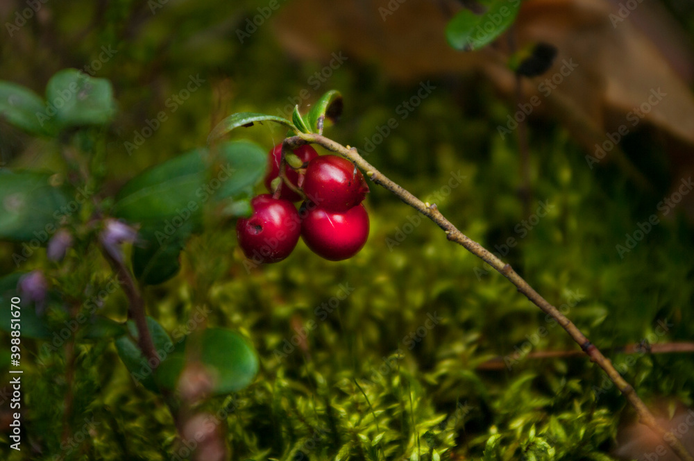 Obraz premium berry lingonberry forest Leningrad region September 2013