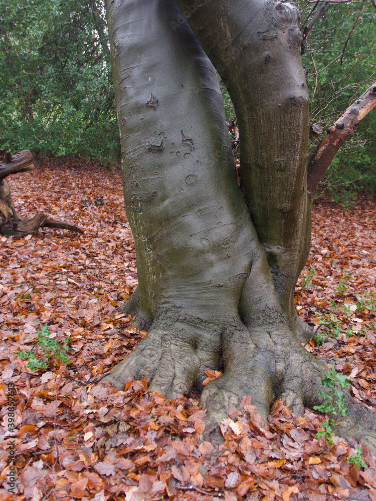Unusual tree trunk formation resembling elephants leg and foot Unusual tree trunk formation resembling elephants leg and foot