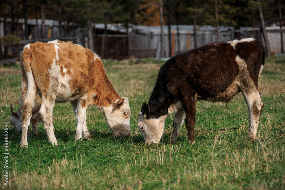 cows in a field