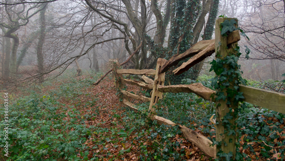 Woodland scene on misty winters morning showing broken rustic wooden fence Woodland scene on misty winters morning showing broken rustic wooden fence