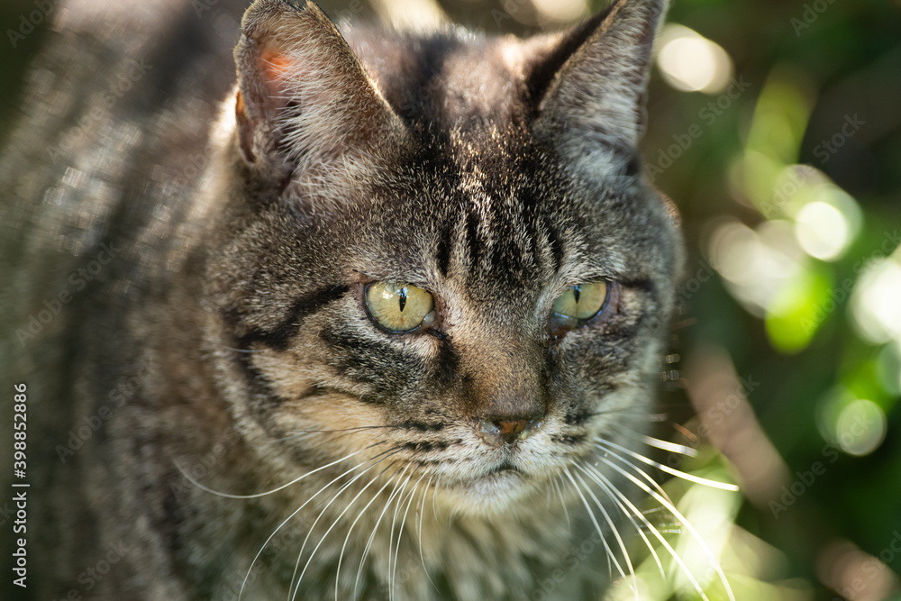目ヤニが付いた猫の顔 目ヤニが付いた猫の顔