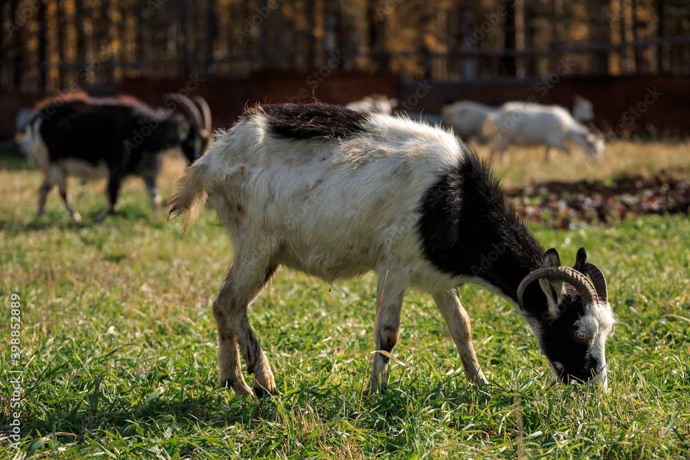 Obraz premium goats on a meadow