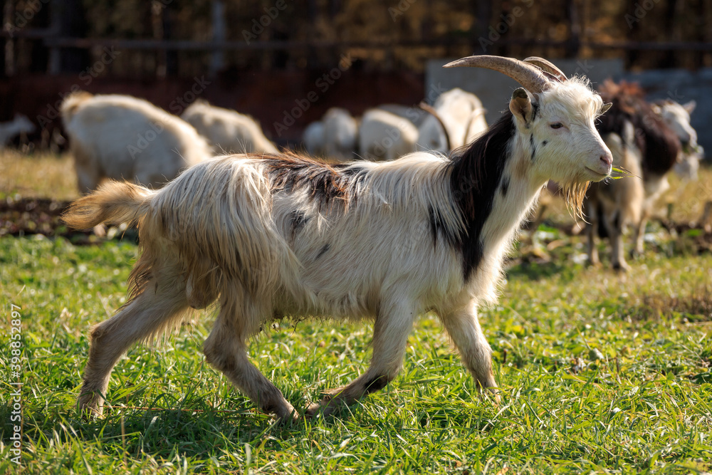 Obraz premium goat on the farm