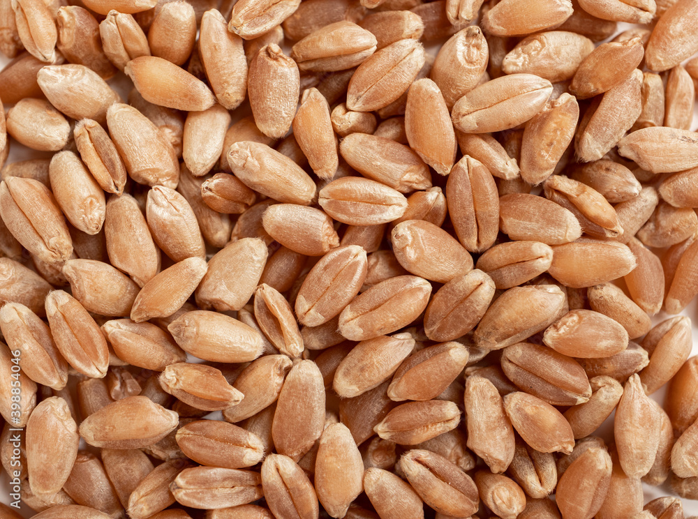 Organic hard red spring wheat kernels spread out, close up. Background texture. The whole wheat grain has a reddish husk and nutty flavor. Selective focus Organic hard red spring wheat kernels spread out, close up. Background texture. The whole wheat grain has a reddish husk and nutty flavor. Selective focus