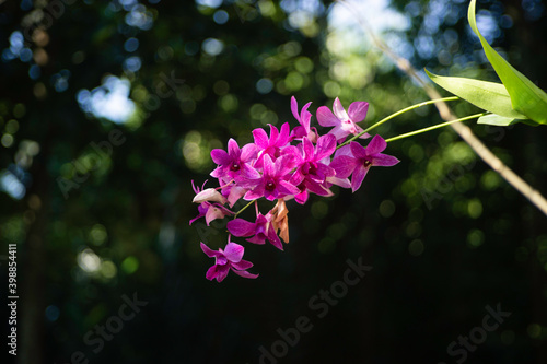Colorful pink orchid on garden background