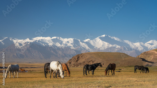 Fototapeta Naklejka Na Ścianę i Meble -  Scenic morning landscape with horses grazing in front of spectacular snow-capped Trans-Alay or Trans-Alai mountain range and Lenin Peak in south Kyrgyzstan