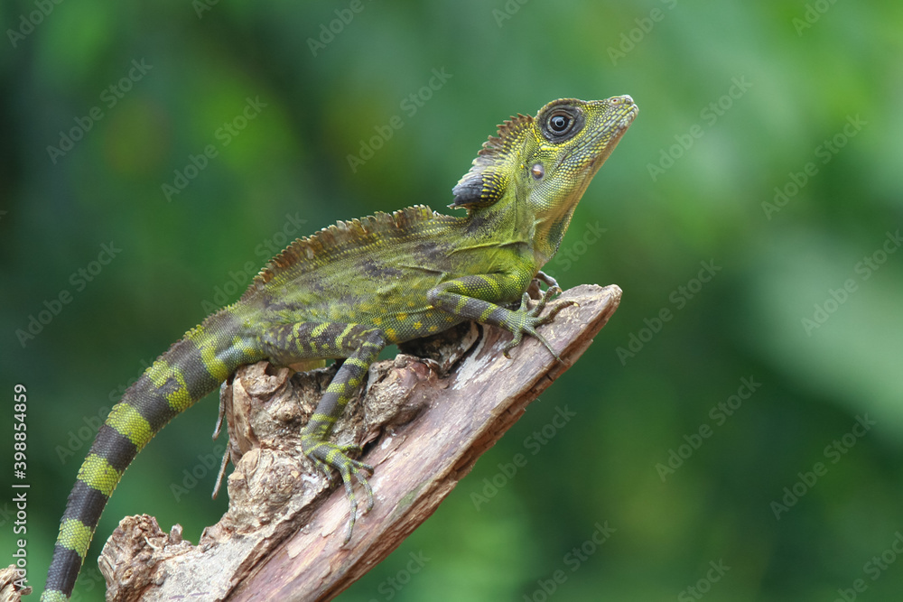 Angle head lizard on the wood Angle head lizard on the wood