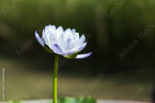 Lotus flower blooming in pond.