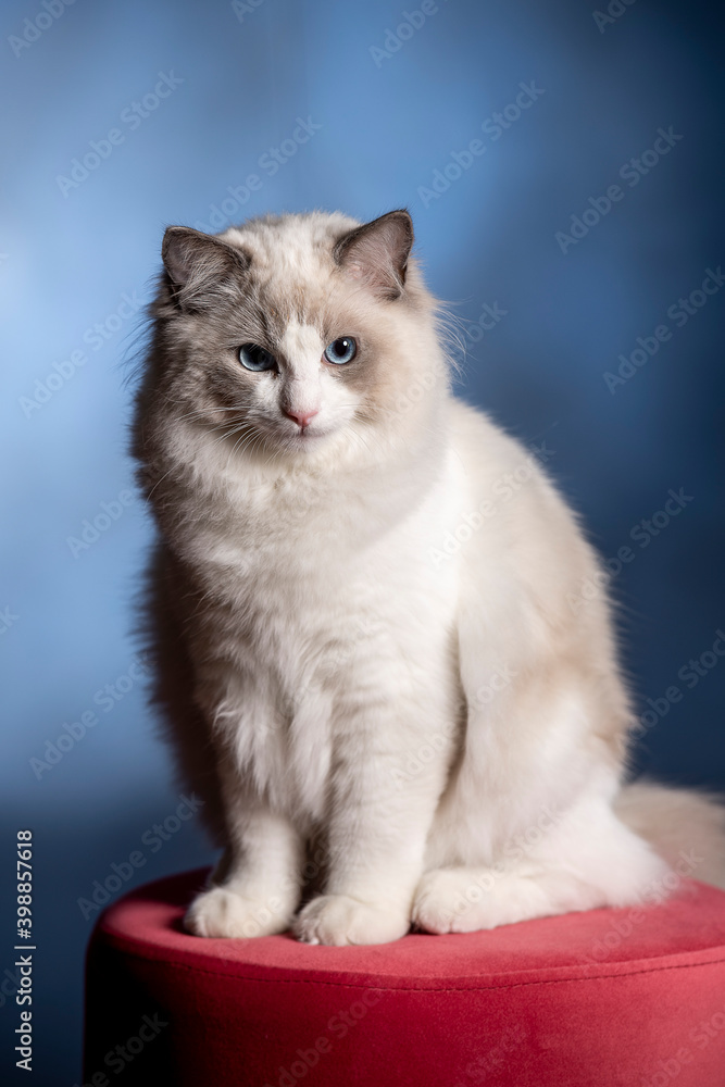 ragdoll, cat with blue eyes