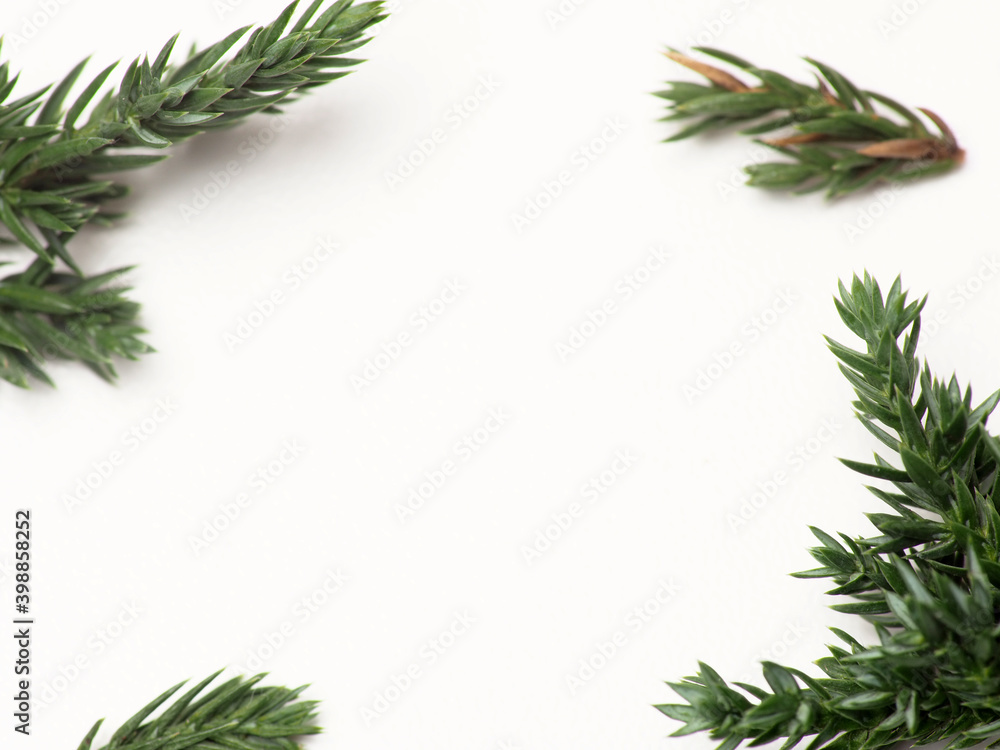 Close up shoot of Juniperus Rigida / Temple Juniper leaf, capture on a white isolated background Close up shoot of Juniperus Rigida / Temple Juniper leaf, capture on a white isolated background